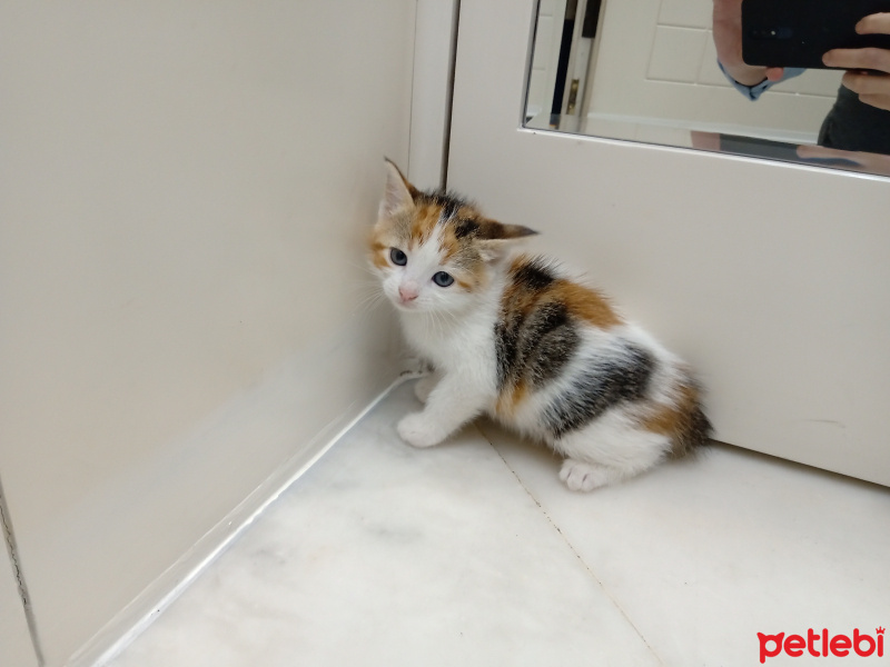 Sarman, Kedi  Pamuk fotoğrafı