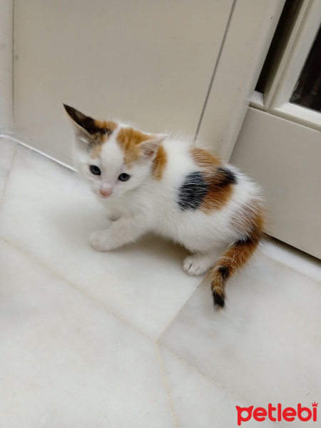 Sarman, Kedi  Pamuk fotoğrafı