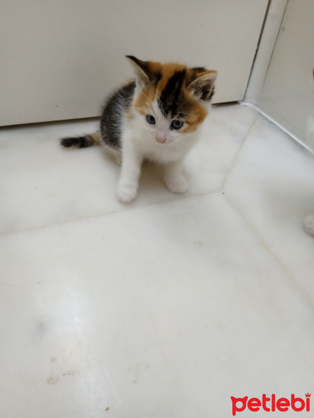 Sarman, Kedi  Pamuk fotoğrafı