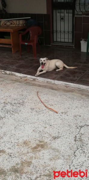 Labrador Retriever, Köpek  Pamuk fotoğrafı