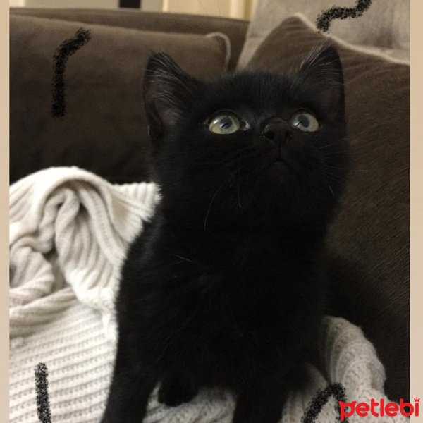 Tekir Kedi, Kedi  Böcü fotoğrafı