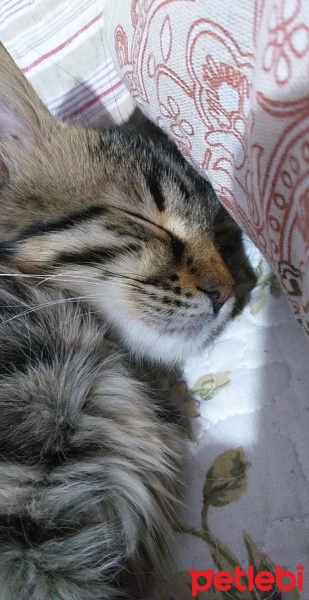 Tekir Kedi, Kedi  Fındık fotoğrafı
