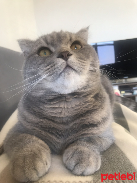 Scottish Fold, Kedi  MİLKA fotoğrafı