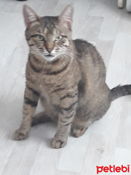 Tekir Kedi, Kedi  Reçel fotoğrafı