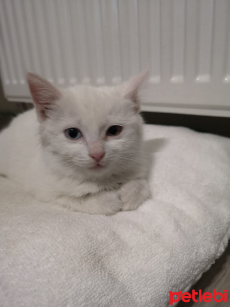Van Kedisi, Kedi  Badem fotoğrafı