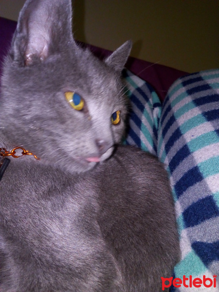 Tekir Kedi, Kedi  Mia fotoğrafı