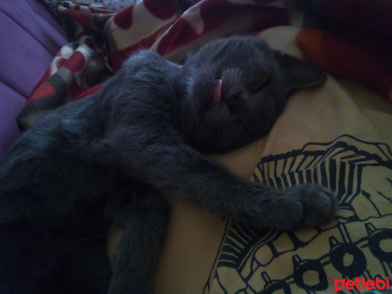 Tekir Kedi, Kedi  Mia fotoğrafı