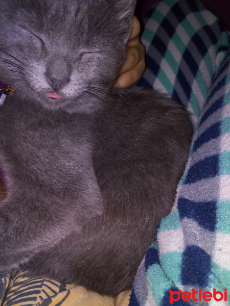 Tekir Kedi, Kedi  Mia fotoğrafı