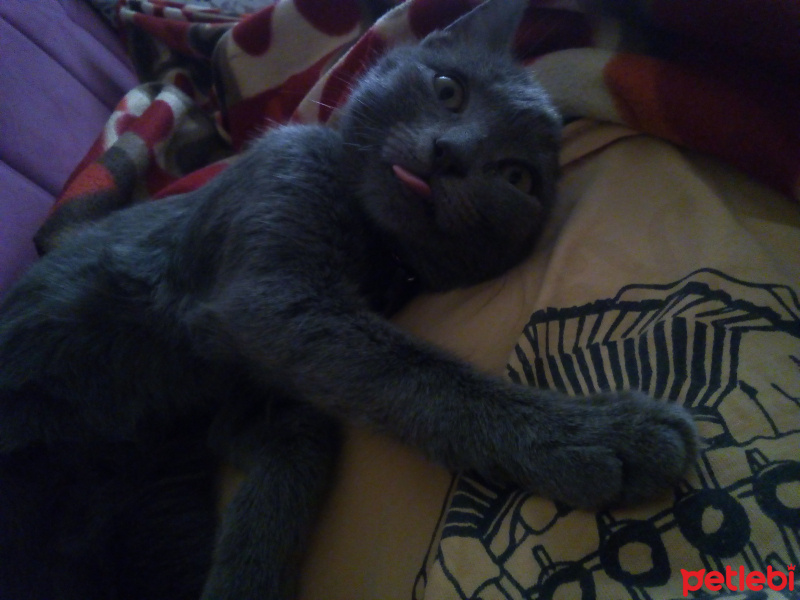 Tekir Kedi, Kedi  Mia fotoğrafı