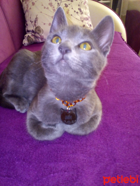 Tekir Kedi, Kedi  Mia fotoğrafı