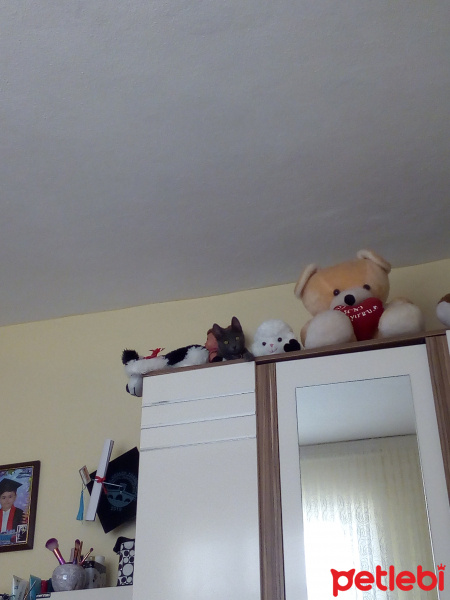 Tekir Kedi, Kedi  Mia fotoğrafı