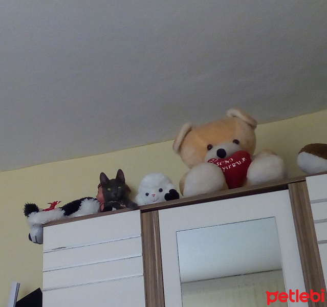 Tekir Kedi, Kedi  Mia fotoğrafı