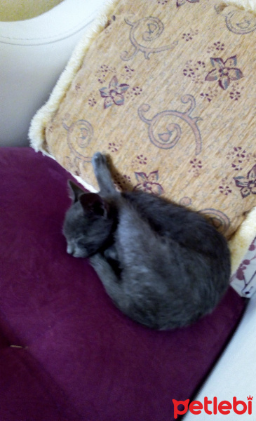 Tekir Kedi, Kedi  Mia fotoğrafı