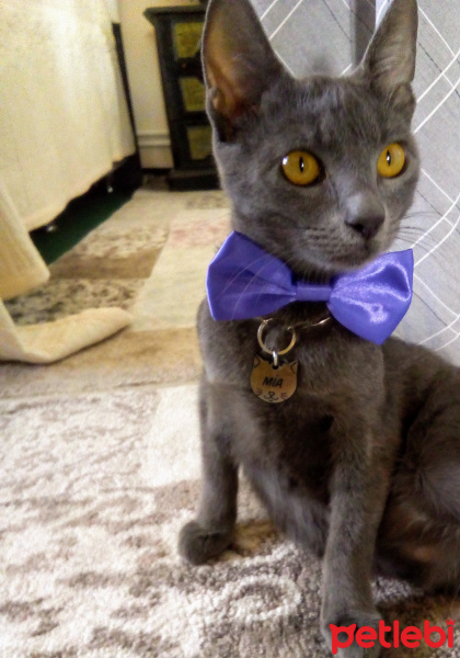 Tekir Kedi, Kedi  Mia fotoğrafı