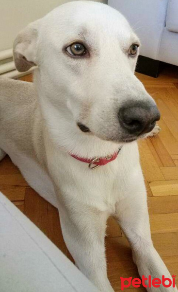 Sokö (Sokak Köpeği), Köpek  Sahlep fotoğrafı