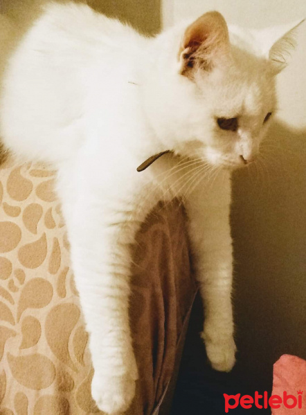 Soke, Kedi  Yoda Mia fotoğrafı