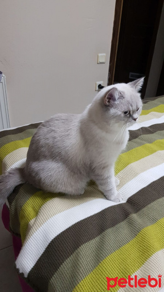 British Shorthair, Kedi  Diego fotoğrafı