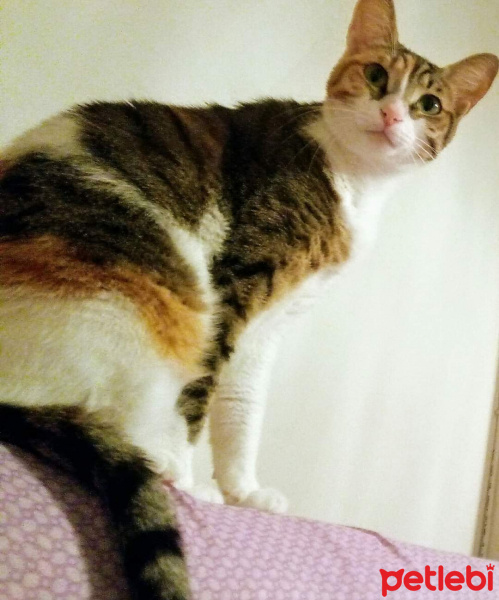 Soke, Kedi  Şimal fotoğrafı