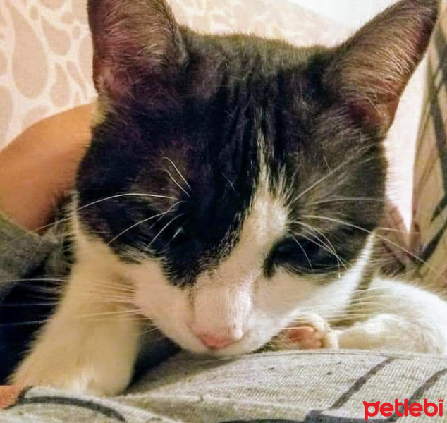 Soke, Kedi  Misket fotoğrafı