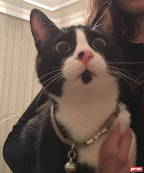 Tekir Kedi, Kedi  oliver fotoğrafı