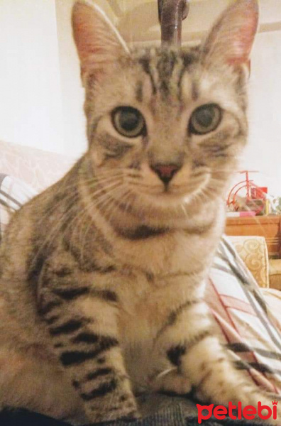 Soke, Kedi  Kestane fotoğrafı