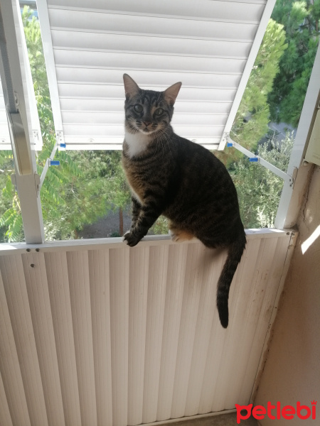 Tekir Kedi, Kedi  Pekmez fotoğrafı