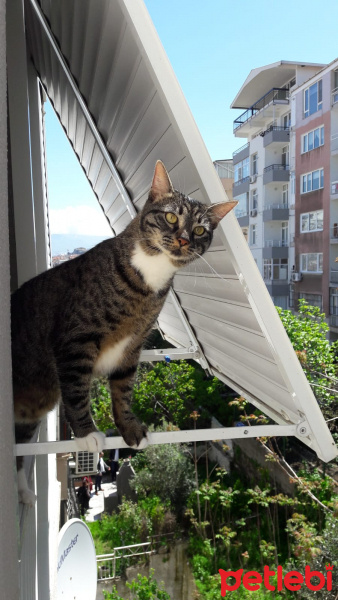 Tekir Kedi, Kedi  Pekmez fotoğrafı