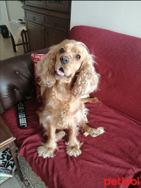 Amerikan Cocker Spaniel, Köpek  Cherry fotoğrafı