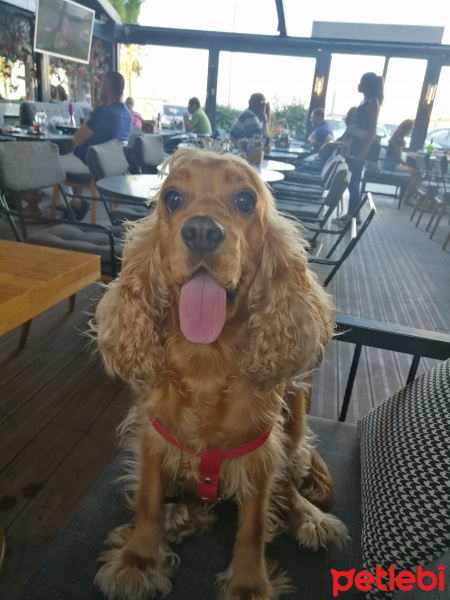 Amerikan Cocker Spaniel, Köpek  Cherry fotoğrafı