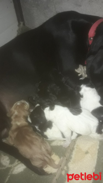 Maltese, Köpek  KARASU fotoğrafı