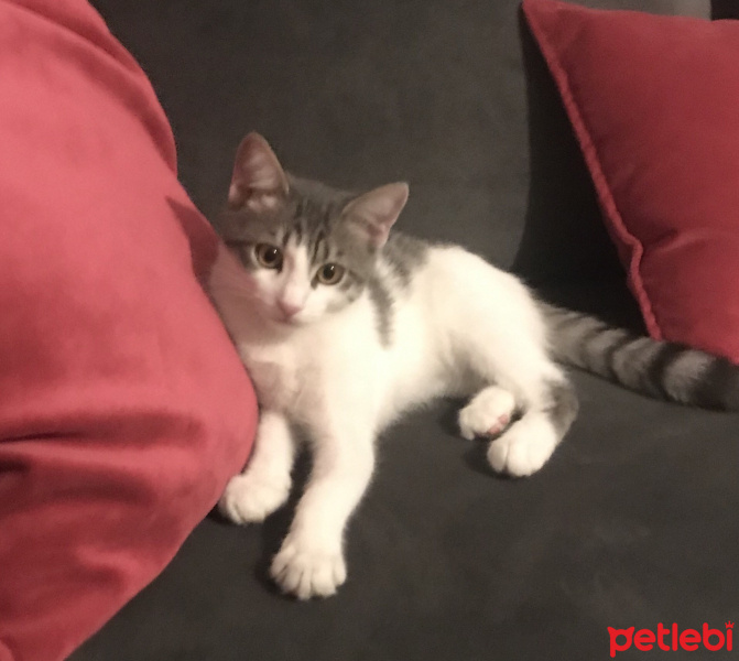 Tekir Kedi, Kedi  Lily fotoğrafı