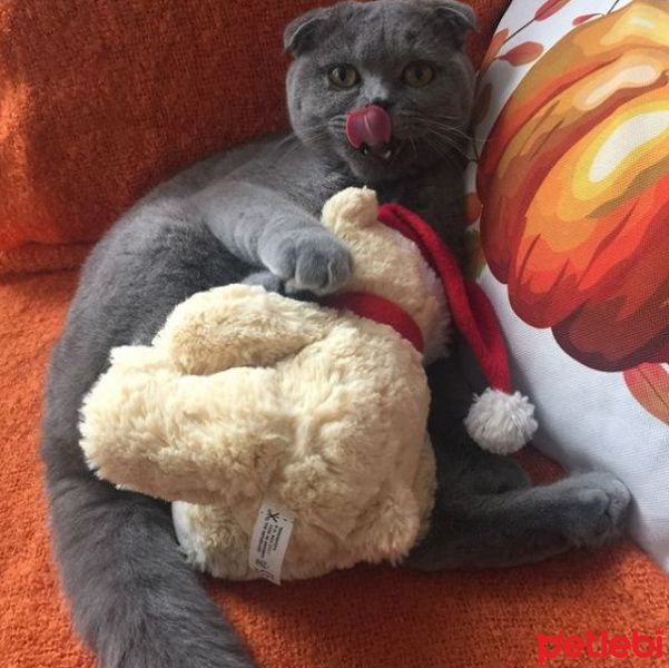 Scottish Fold, Kedi  Mia fotoğrafı