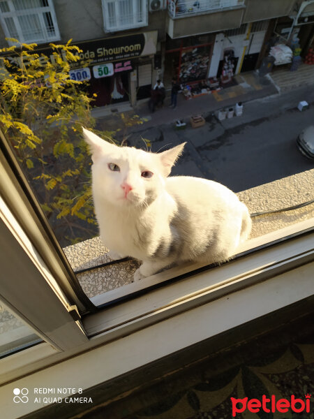 Van Kedisi, Kedi  Ponçik fotoğrafı