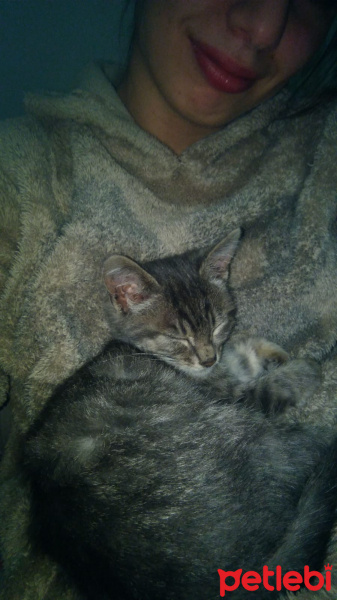 Tekir Kedi, Kedi  Duman fotoğrafı