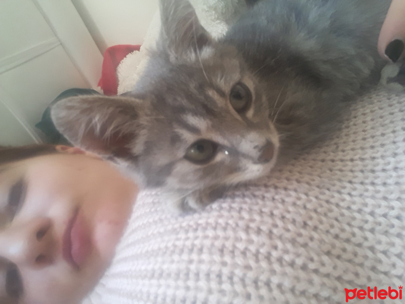 Tekir Kedi, Kedi  Duman fotoğrafı