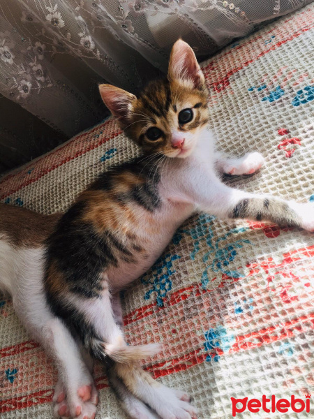 Tekir Kedi, Kedi  şirin fotoğrafı