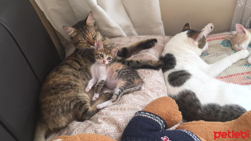 Tekir Kedi, Kedi  şirin fotoğrafı