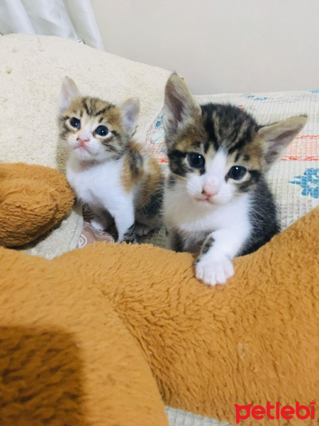 Tekir Kedi, Kedi  şirin fotoğrafı