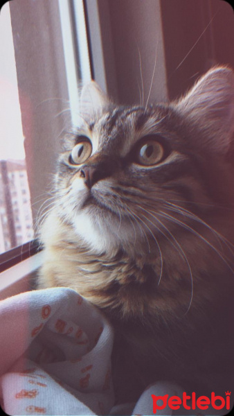 Tekir Kedi, Kedi  Mio fotoğrafı