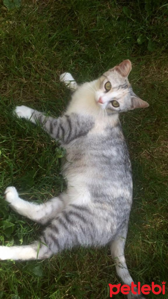 Tekir Kedi, Kedi  Gümüş fotoğrafı
