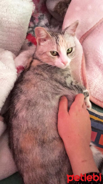 Tekir Kedi, Kedi  Gümüş fotoğrafı