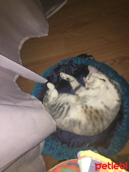 Tekir Kedi, Kedi  Gümüş fotoğrafı