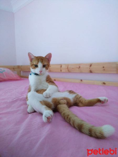 Sarman, Kedi  Oski fotoğrafı