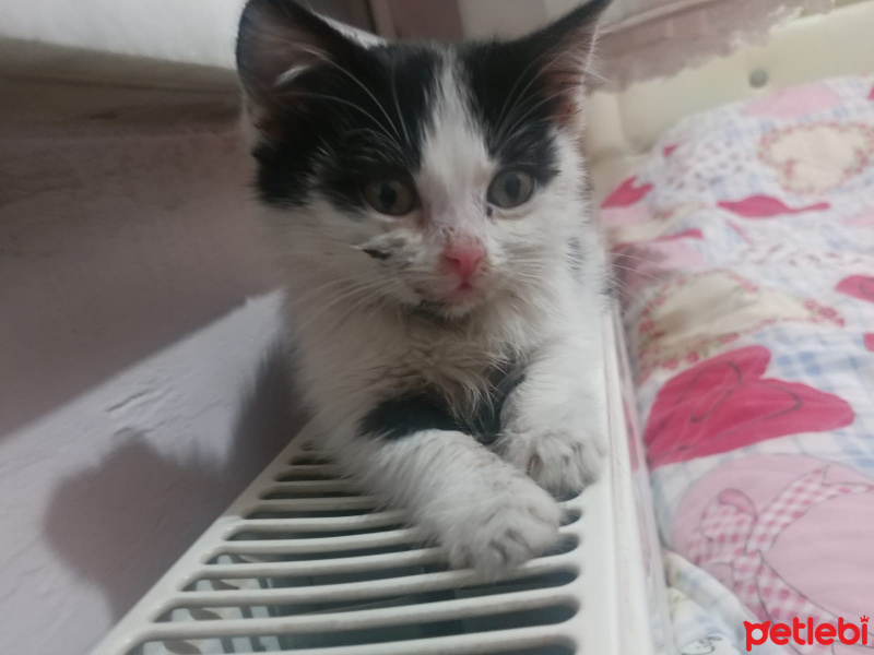 Tekir Kedi, Kedi  ÇÖREK fotoğrafı