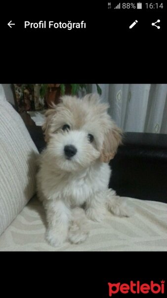 Maltese, Köpek  Luffy fotoğrafı