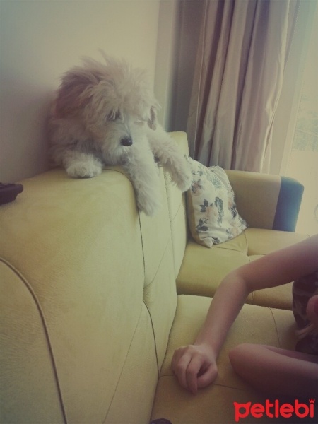 Maltese, Köpek  Luffy fotoğrafı
