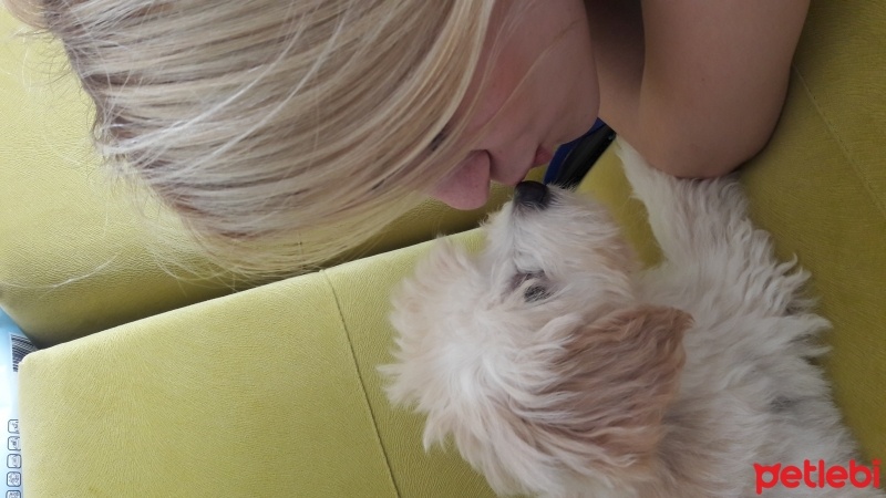 Maltese, Köpek  Luffy fotoğrafı