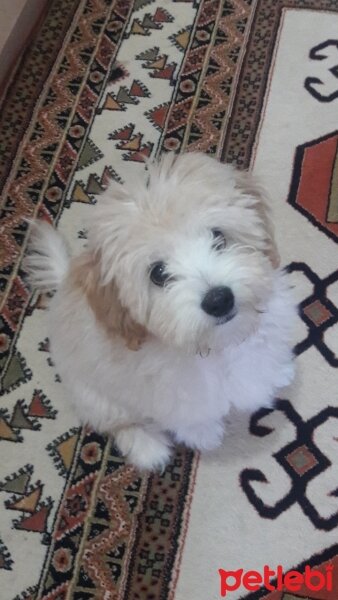 Maltese, Köpek  Luffy fotoğrafı