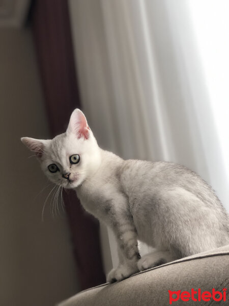 British Shorthair, Kedi  Paşa fotoğrafı