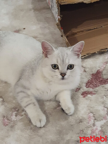 British Shorthair, Kedi  Paşa fotoğrafı